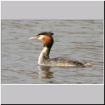 Podiceps cristatus - Haubentaucher 04.jpg